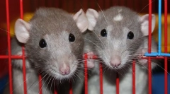 Boli ale șobolanilor decorativi: simptomele bolilor și tratamentului