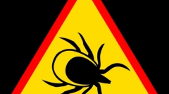 Boli transmise prin căpușe și simptomele acestora