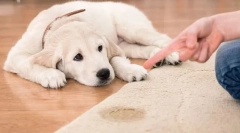 Boli ale rinichilor și sistemului urinar