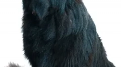 Boli ale pancreasului