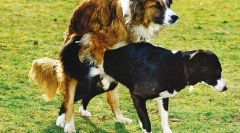 Boli ale sistemului de reproducere la târfă