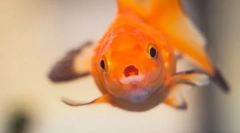 Boala de pește. Tratamentul și prevenirea peștelui de acvariu