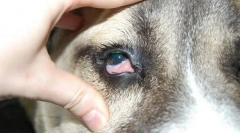 Boli în interiorul ochiului