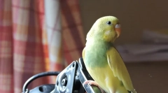 Boli ale papagalilor ondulate, cauze, simptome și tratament