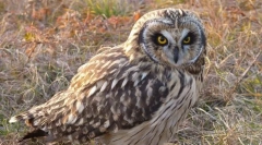 Bufnițe de mlaștină