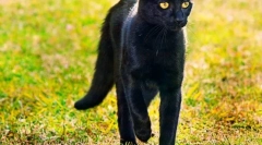 Bombay cat (foto): panther acasă în miniatură