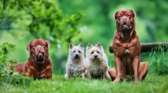 Bordeaux dog: defender fiabil, însoțitor vesel