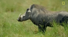 Warthog - mistreț cu colții uriașe