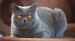 British shorthair cat