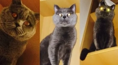 Culoarea britanică cat lilac