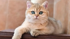 British golden chinchilla