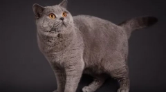 Pisici britanice culoare blue point: standarde de rasă, îngrijire și întreținere