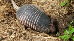 Bramenities - animale misterioase în armură