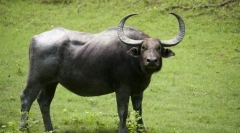 Buffalo asiatic sălbatic