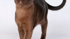 Buman cat (foto): fixarea musculară cu ochii de miere