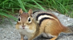 Burunduk - descriere, caracteristici ale vizualizării, stilului de viață