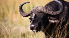 Bulls și buffaloes eurasia