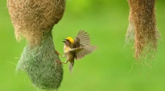 Există tulpini printre păsări