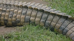 Camy animale lungi din lume