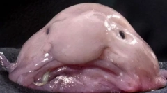 Cams sunt animale urâte în lume