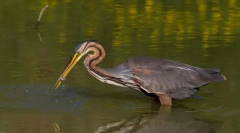 Heron roșcată