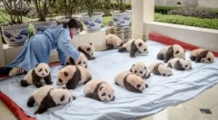 Centrul pandot în provincia chineză sichuan (13 fotografii)