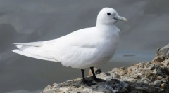 Seagull alb