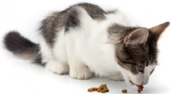 Întrebări frecvente despre pisici