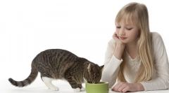 Întrebări frecvente despre hrănirea pisicilor