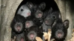 Ce nu-i plac și se teme de șobolani și șoareci?