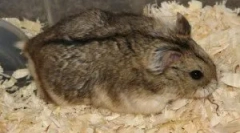 Ce rozătoare sunt bolnavi?