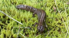 Ce este interesant pentru colțul siberian?