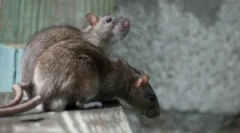 Ce șobolani diferă de șoareci?