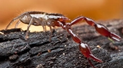 Decât falscorpons diferă de scorpioni?