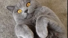 Ce este microorganismul de toxoplasmă periculos pentru om?