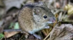 Decât periculos pentru șoarecele unui bărbat?