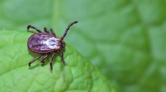 Decât cleștele periculoase?