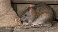 Decât șobolanii periculoși pentru om?