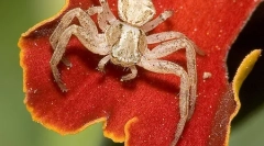 Ce păianjeni diferă de insecte?