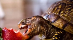 Ce hrănește țestoasele?