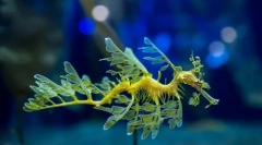 Decât dragonul de mare demn de remarcat?