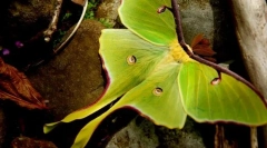 Decât bărbații din luna pavlinică diferă de femele?