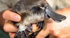 Decât uimitor în sensul acelor de ceasornic?