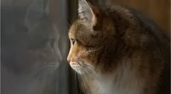 Ce fac pisicile atunci când stau acasă?