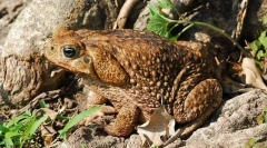 Decât toad faimos da?