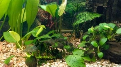 Beach beard atacuri sau problema algelor maro în acvariu