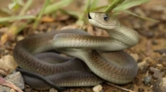 Mamba neagra
