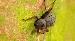 Blackwood island frigate