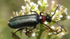 Chernhoteluri și cursuri