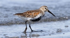 Cernoobik (subspecii baltice)